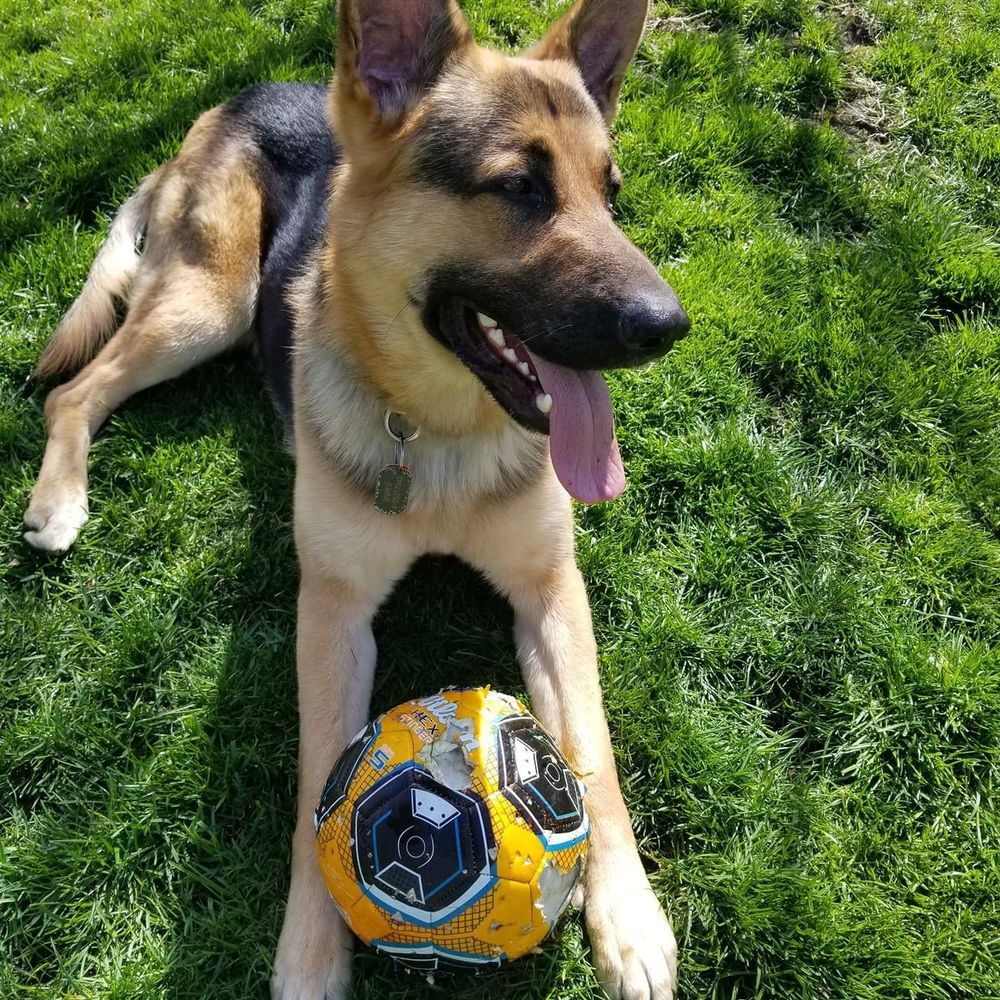 Meet your Posher, Jessie